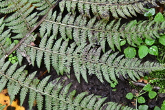 Athyrium sinense