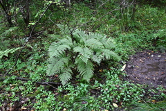 Athyrium sinense