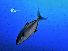 Seriola rivoliana