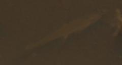 Amatolacypris trevelyani