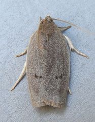 Antaeotricha unipunctella