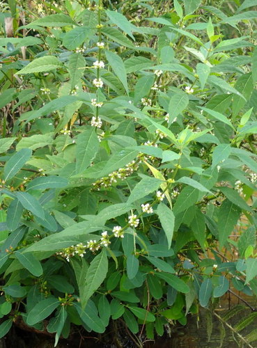 Taperleaf water horehound (Lycopus rubellus)