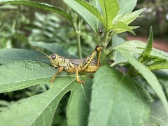 Melanoplus differentialis