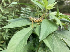 Melanoplus differentialis