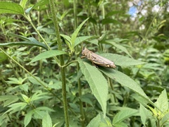 Melanoplus differentialis