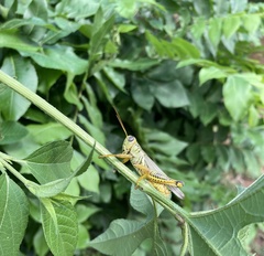 Melanoplus differentialis