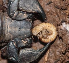 Cheloctonus glaber