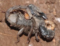 Cheloctonus glaber