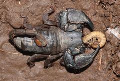 Cheloctonus glaber