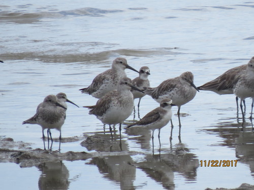Correlimos grande (Calidris tenuirostris)