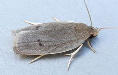 Antaeotricha unipunctella