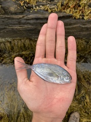 Peprilus triacanthus