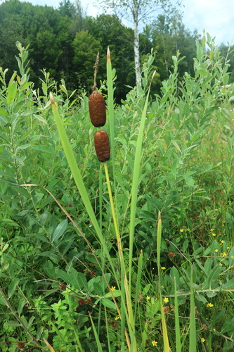 Rogozi (Typha)