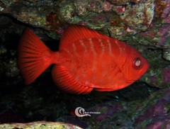 Heteropriacanthus fulgens