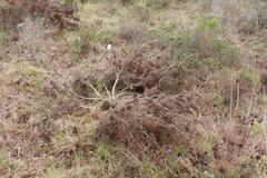Leucadendron galpinii