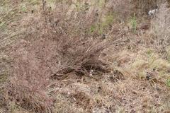 Leucadendron galpinii