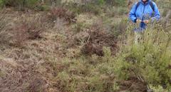 Leucadendron galpinii