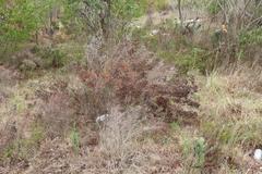 Leucadendron galpinii
