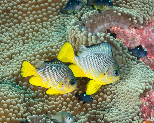 Gold-Finned Domino
