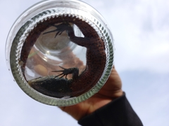 Pholidobolus vertebralis