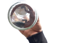 Pholidobolus vertebralis