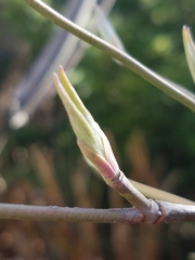 Cornus