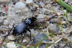 Abax parallelepipedus