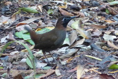 Formicarius moniliger