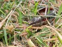 Pholidobolus vertebralis