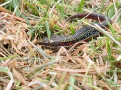 Pholidobolus vertebralis