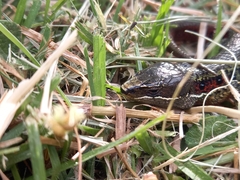 Pholidobolus vertebralis