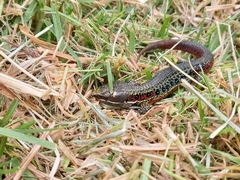 Pholidobolus vertebralis