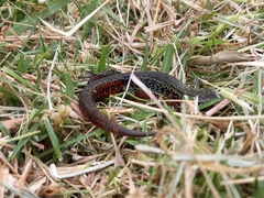 Pholidobolus vertebralis