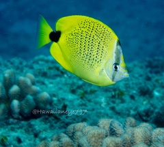 Chaetodon miliaris