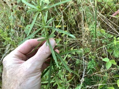 Eupatorium torreyanum