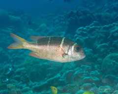 Monotaxis heterodon