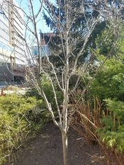 Cornus