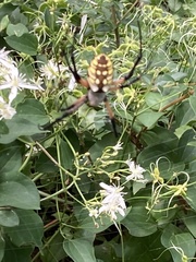Argiope aurantia