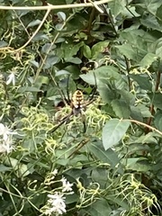 Argiope aurantia