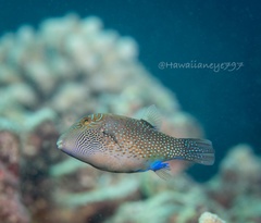 Canthigaster amboinensis