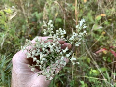 Eupatorium torreyanum