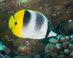Chaetodon ulietensis