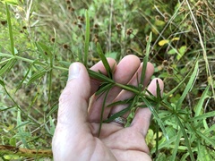 Eupatorium torreyanum