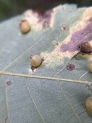 Caryomyia glauciglobus