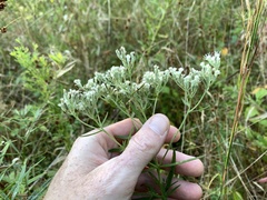 Eupatorium torreyanum