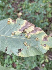 Caryomyia glauciglobus