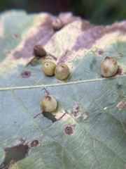 Caryomyia glauciglobus