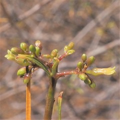 Commiphora gracilifrondosa