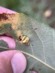 Caryomyia glauciglobus