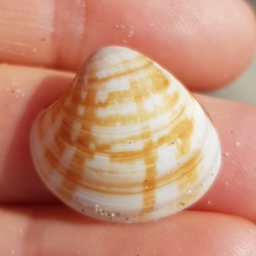 Representative image of Pitar rudis